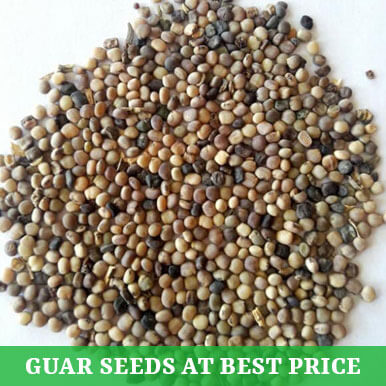 guar seeds Manufacturers