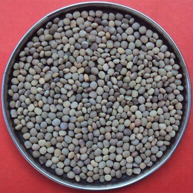 Wholesale guar seeds Suppliers