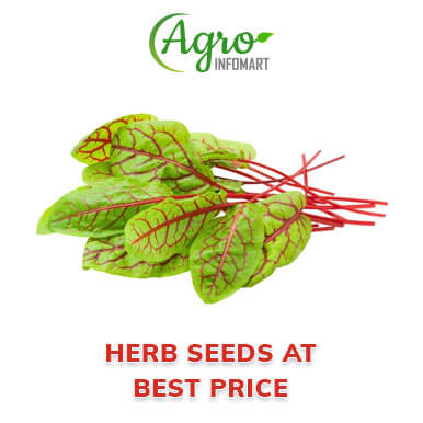herb seeds Manufacturers