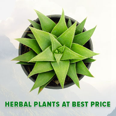 herbal plants Manufacturers