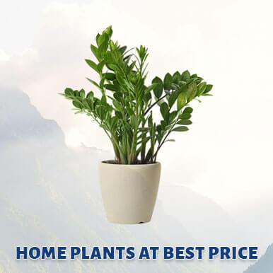 home plants Manufacturers