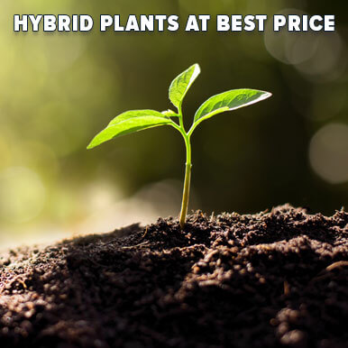 hybrid plants Manufacturers