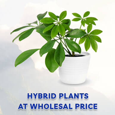 Wholesale hybrid plants Suppliers
