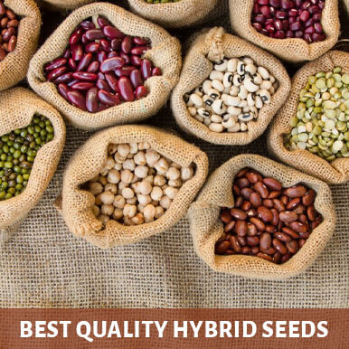 Wholesale hybrid seeds Suppliers