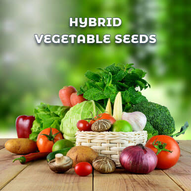 hybrid vegetable seeds Manufacturers