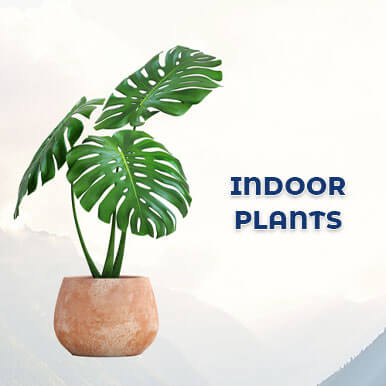 indoor plants Manufacturers