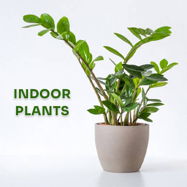 Wholesale indoor plants Suppliers