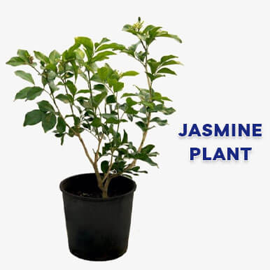 jasmine plant Manufacturers