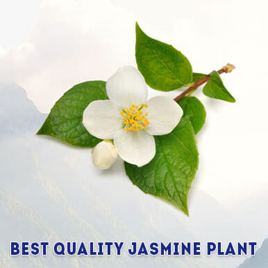Wholesale jasmine plant Suppliers