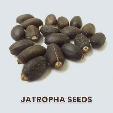 jatropha seeds Manufacturers