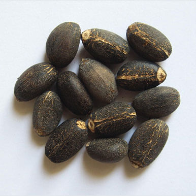 Wholesale jatropha seeds Suppliers