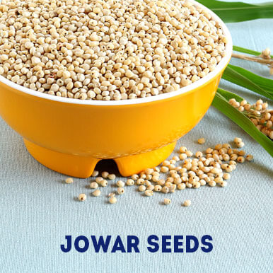 jowar seeds Manufacturers