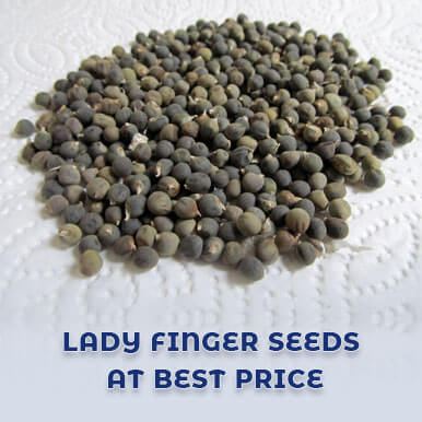 Wholesale lady finger seeds Suppliers