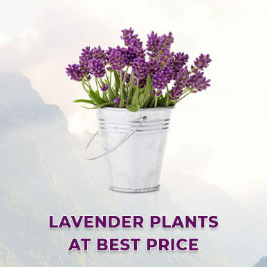 lavender plants Manufacturers