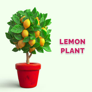lemon plant Manufacturers
