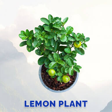 Wholesale lemon plant Suppliers