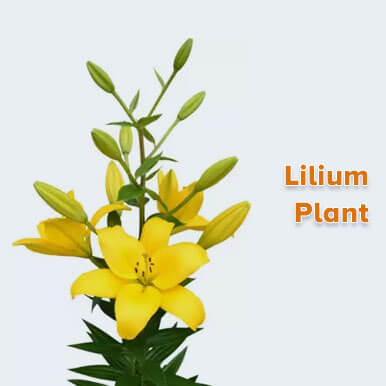 Wholesale lilium plant Suppliers