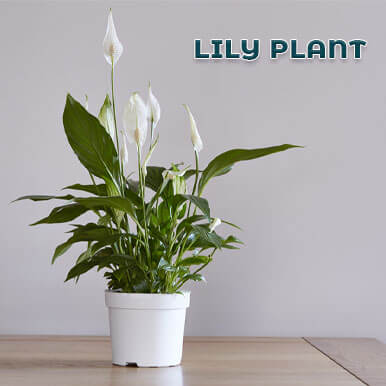 lily plant Manufacturers