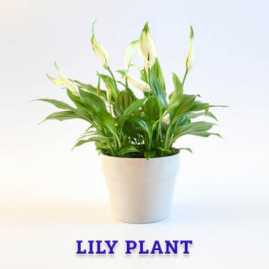 Wholesale lily plant Suppliers