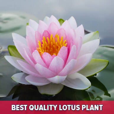 Wholesale lotus plant Suppliers