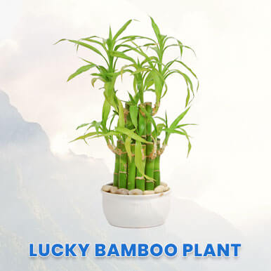 Wholesale lucky bamboo plant Suppliers