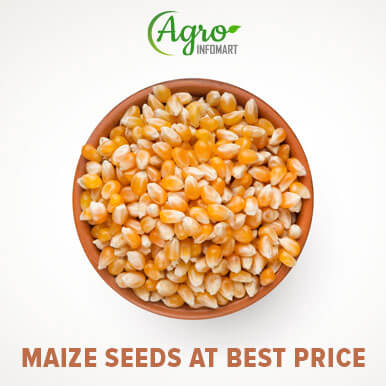 maize seeds Manufacturers