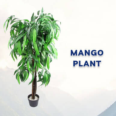 mango plant Manufacturers