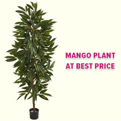 Wholesale mango plant Suppliers