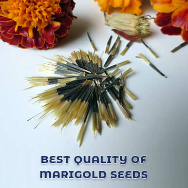 marigold seeds Manufacturers