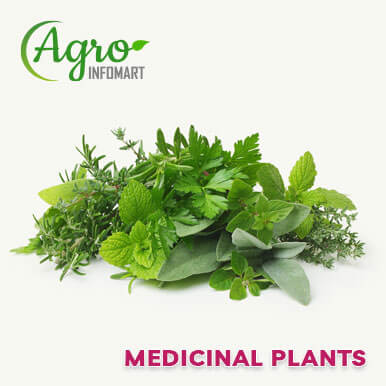 Wholesale medicinal plants Suppliers