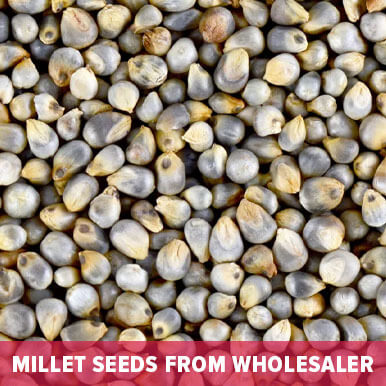 millet seeds Manufacturers