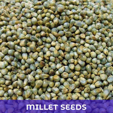 Wholesale millet seeds Suppliers