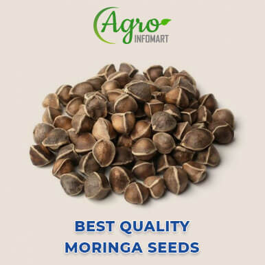 moringa seeds Manufacturers