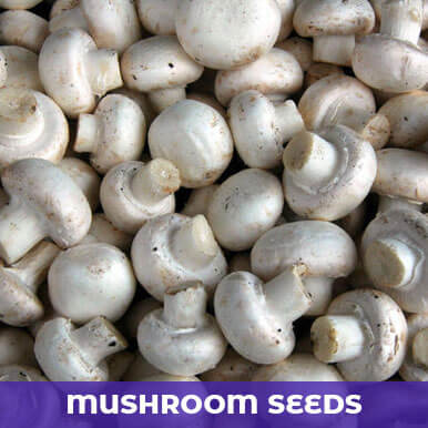 mushroom seeds Manufacturers