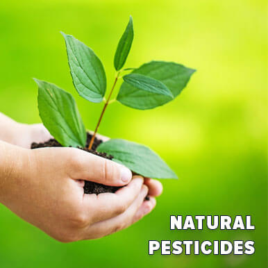 Wholesale natural pesticides Suppliers