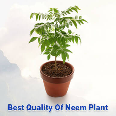 neem plant Manufacturers