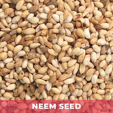 Wholesale neem seed Suppliers