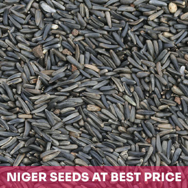 niger seeds Manufacturers