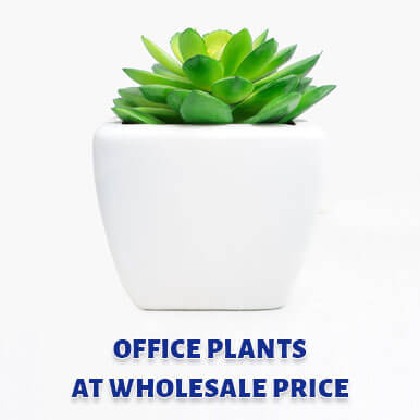 office plants Manufacturers