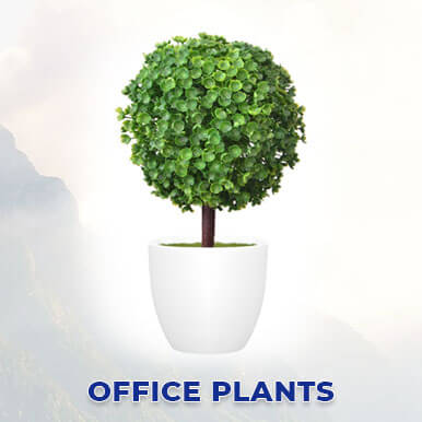 Wholesale office plants Suppliers