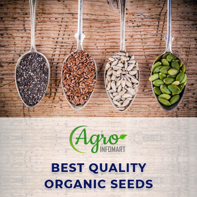 Wholesale organic seeds Suppliers