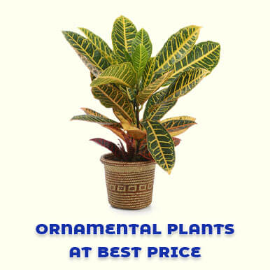 ornamental plants Manufacturers