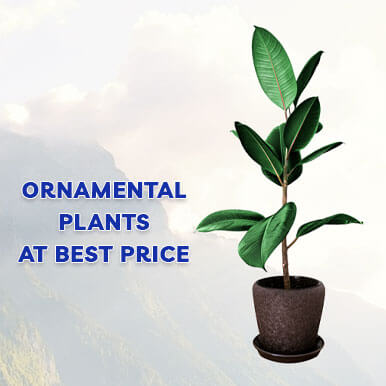 Wholesale ornamental plants Suppliers