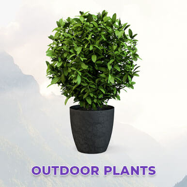 outdoor plants Manufacturers