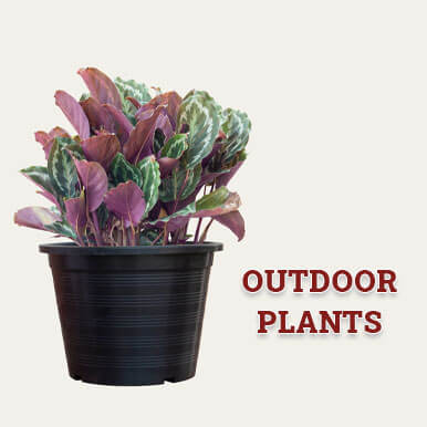 Wholesale outdoor plants Suppliers