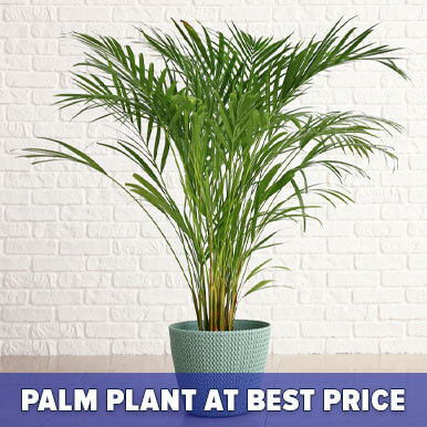 palm plant Manufacturers