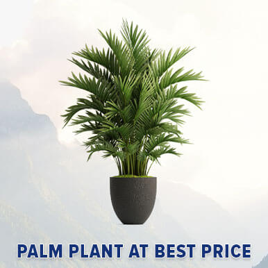 Wholesale palm plant Suppliers