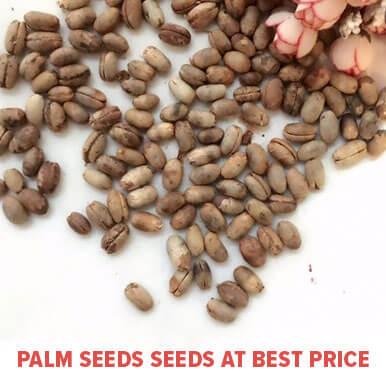 Wholesale palm seeds Suppliers