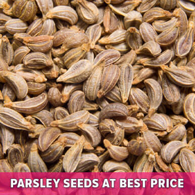Wholesale parsley seeds Suppliers