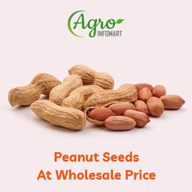 Wholesale peanut seeds Suppliers